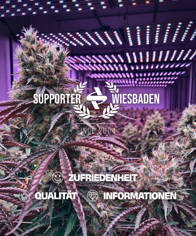 Wir vom Supporter Wiesbaden bieten Ihnen die verschiedene Arten von Grow-Sets an. Dazu spezielle Erden und Substrate, verschiedene Dünger, mineralische, aber auch biologische. Growboxen der Marke Homebox und Secret Garden.